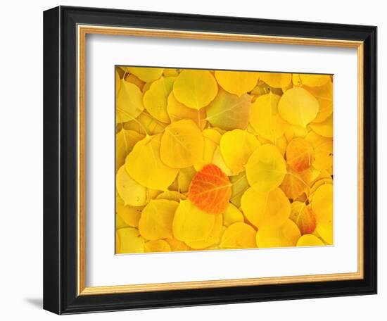 USA, California, Sierra Nevada Mountains. Fallen aspen leaves-Jaynes Gallery-Framed Photographic Print