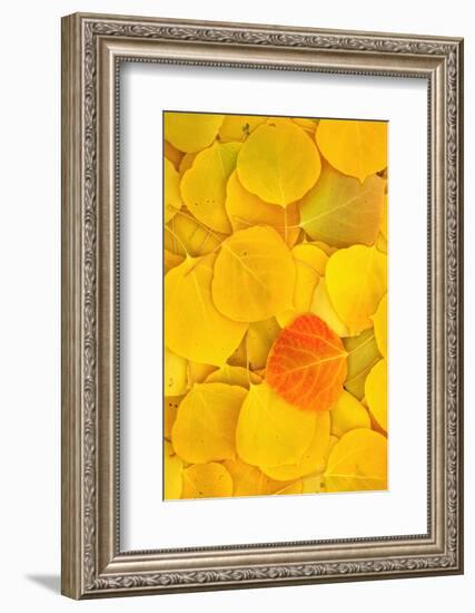 USA, California, Sierra Nevada Mountains. Fallen aspen leaves-Jaynes Gallery-Framed Photographic Print