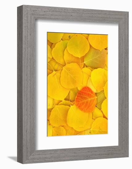 USA, California, Sierra Nevada Mountains. Fallen aspen leaves-Jaynes Gallery-Framed Photographic Print