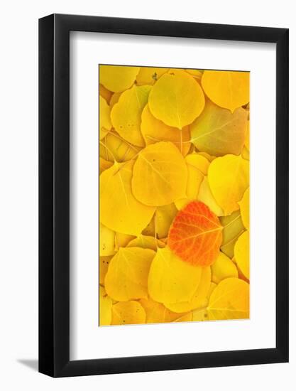 USA, California, Sierra Nevada Mountains. Fallen aspen leaves-Jaynes Gallery-Framed Photographic Print