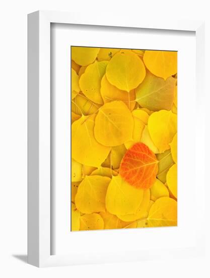 USA, California, Sierra Nevada Mountains. Fallen aspen leaves-Jaynes Gallery-Framed Photographic Print