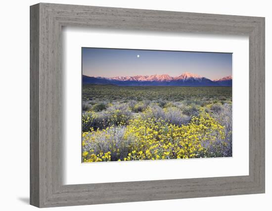 USA, California, Sierra Nevada Mountains. Wildflowers in Owens Valley.-Jaynes Gallery-Framed Photographic Print