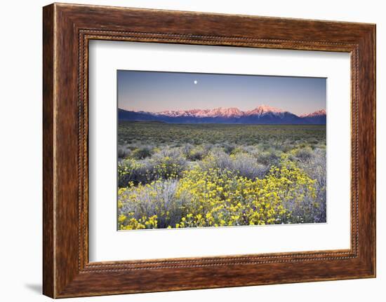 USA, California, Sierra Nevada Mountains. Wildflowers in Owens Valley.-Jaynes Gallery-Framed Photographic Print