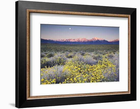 USA, California, Sierra Nevada Mountains. Wildflowers in Owens Valley.-Jaynes Gallery-Framed Photographic Print