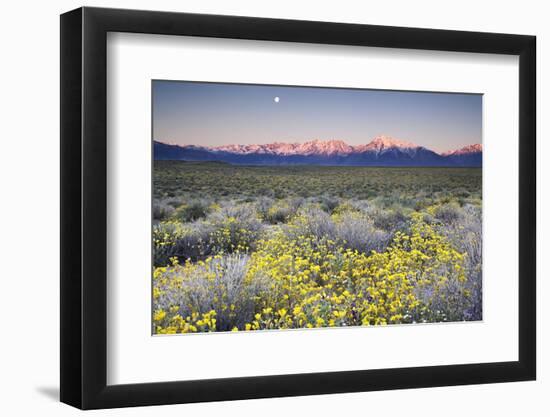 USA, California, Sierra Nevada Mountains. Wildflowers in Owens Valley.-Jaynes Gallery-Framed Photographic Print