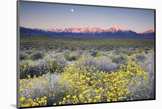 USA, California, Sierra Nevada Mountains. Wildflowers in Owens Valley.-Jaynes Gallery-Mounted Photographic Print