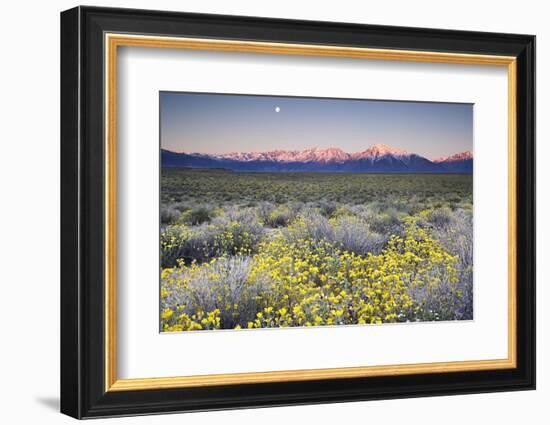 USA, California, Sierra Nevada Mountains. Wildflowers in Owens Valley.-Jaynes Gallery-Framed Photographic Print
