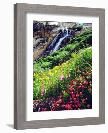 USA, California, Sierra Nevada Mountains. Wildflowers in the Sierras-Jaynes Gallery-Framed Photographic Print