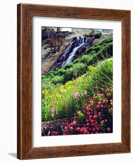 USA, California, Sierra Nevada Mountains. Wildflowers in the Sierras-Jaynes Gallery-Framed Photographic Print