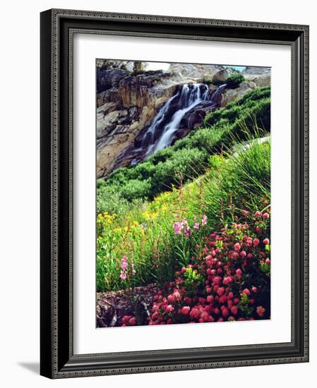 USA, California, Sierra Nevada Mountains. Wildflowers in the Sierras-Jaynes Gallery-Framed Photographic Print