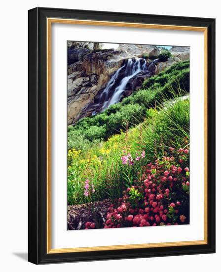 USA, California, Sierra Nevada Mountains. Wildflowers in the Sierras-Jaynes Gallery-Framed Photographic Print