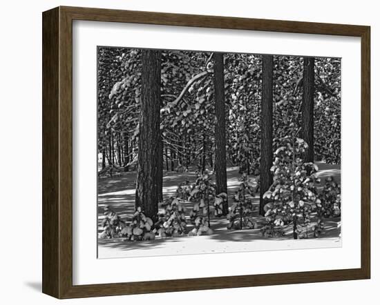 USA, California, Sierra Nevada Mountains. Winter Scenic in Forest-Dennis Flaherty-Framed Photographic Print