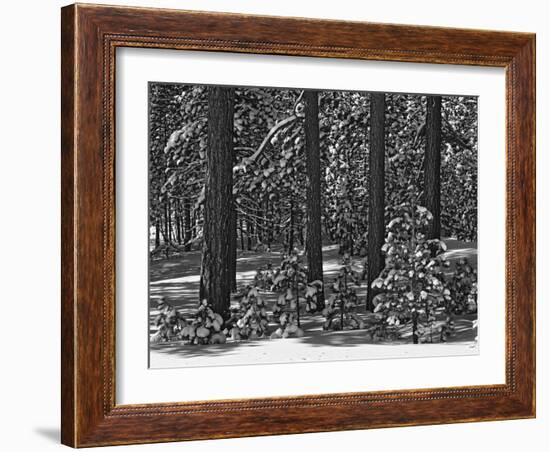 USA, California, Sierra Nevada Mountains. Winter Scenic in Forest-Dennis Flaherty-Framed Photographic Print