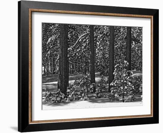 USA, California, Sierra Nevada Mountains. Winter Scenic in Forest-Dennis Flaherty-Framed Photographic Print