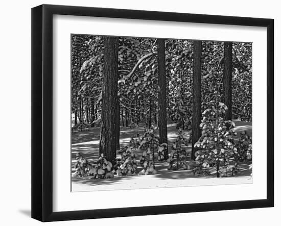 USA, California, Sierra Nevada Mountains. Winter Scenic in Forest-Dennis Flaherty-Framed Photographic Print