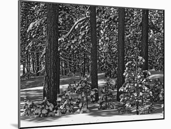 USA, California, Sierra Nevada Mountains. Winter Scenic in Forest-Dennis Flaherty-Mounted Photographic Print