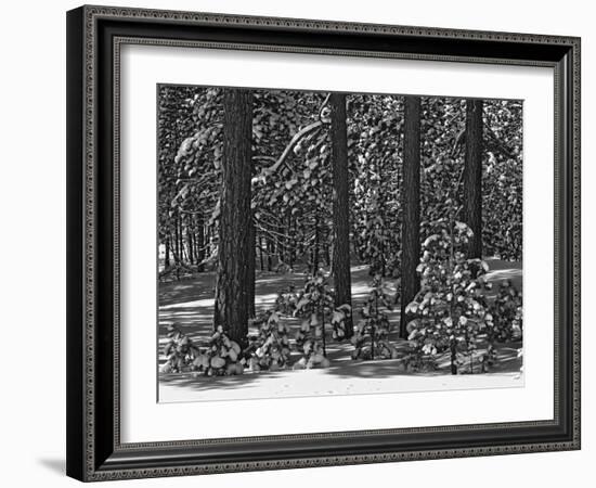 USA, California, Sierra Nevada Mountains. Winter Scenic in Forest-Dennis Flaherty-Framed Photographic Print