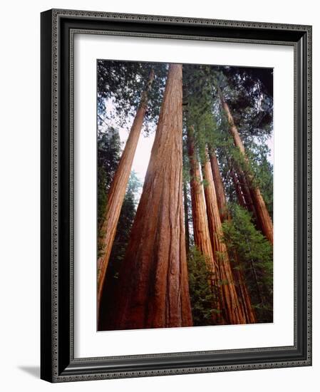 USA, California, Sierra Nevada. Old Grown Sequoia Redwood Trees-Jaynes Gallery-Framed Photographic Print