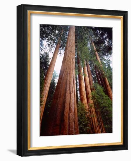 USA, California, Sierra Nevada. Old Grown Sequoia Redwood Trees-Jaynes Gallery-Framed Photographic Print