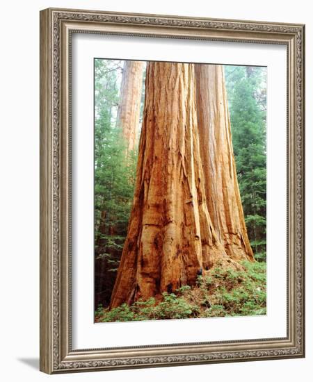 USA, California, Sierra Nevada. Old Grown Sequoia Redwood Trees-Jaynes Gallery-Framed Photographic Print