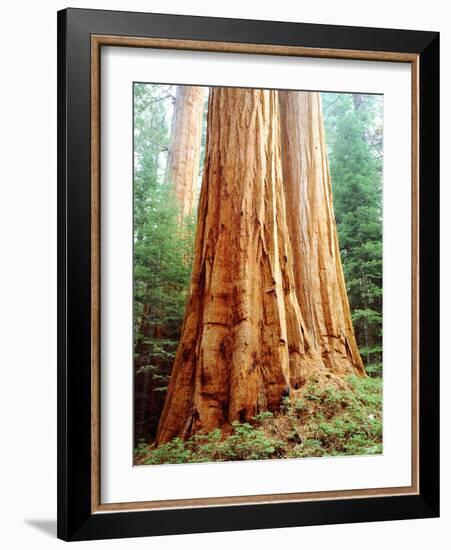 USA, California, Sierra Nevada. Old Grown Sequoia Redwood Trees-Jaynes Gallery-Framed Photographic Print