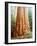 USA, California, Sierra Nevada. Old Grown Sequoia Redwood Trees-Jaynes Gallery-Framed Photographic Print