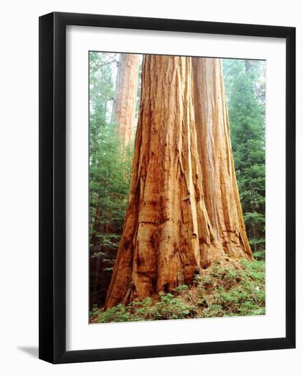 USA, California, Sierra Nevada. Old Grown Sequoia Redwood Trees-Jaynes Gallery-Framed Photographic Print