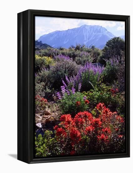 USA, California, Sierra Nevada, Wildflowers in the High Sierra-Jaynes Gallery-Framed Premier Image Canvas