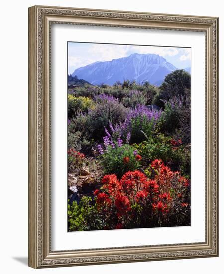 USA, California, Sierra Nevada, Wildflowers in the High Sierra-Jaynes Gallery-Framed Photographic Print