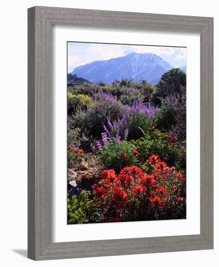 USA, California, Sierra Nevada, Wildflowers in the High Sierra-Jaynes Gallery-Framed Photographic Print