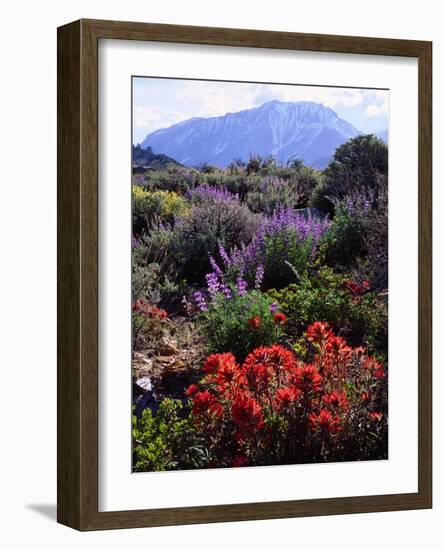 USA, California, Sierra Nevada, Wildflowers in the High Sierra-Jaynes Gallery-Framed Photographic Print