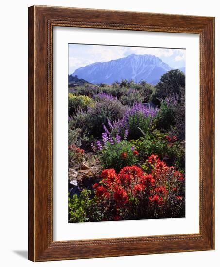 USA, California, Sierra Nevada, Wildflowers in the High Sierra-Jaynes Gallery-Framed Photographic Print