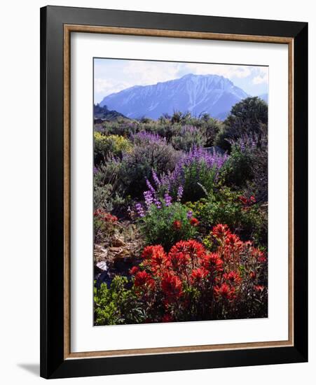 USA, California, Sierra Nevada, Wildflowers in the High Sierra-Jaynes Gallery-Framed Photographic Print