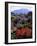 USA, California, Sierra Nevada, Wildflowers in the High Sierra-Jaynes Gallery-Framed Photographic Print