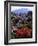 USA, California, Sierra Nevada, Wildflowers in the High Sierra-Jaynes Gallery-Framed Photographic Print