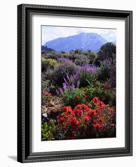 USA, California, Sierra Nevada, Wildflowers in the High Sierra-Jaynes Gallery-Framed Photographic Print