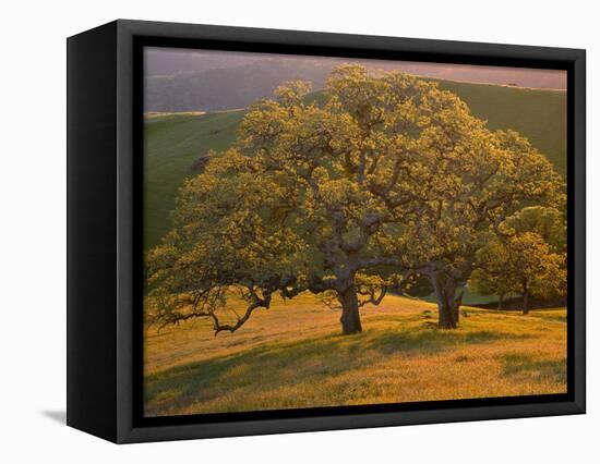 USA, California, South Coast Range, Valley Oaks and Grasses Glow in Sunset Light-John Barger-Framed Premier Image Canvas