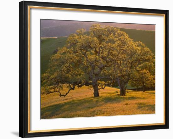 USA, California, South Coast Range, Valley Oaks and Grasses Glow in Sunset Light-John Barger-Framed Photographic Print