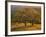 USA, California, South Coast Range, Valley Oaks and Grasses Glow in Sunset Light-John Barger-Framed Photographic Print