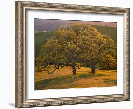 USA, California, South Coast Range, Valley Oaks and Grasses Glow in Sunset Light-John Barger-Framed Photographic Print