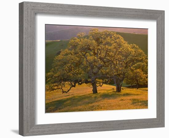 USA, California, South Coast Range, Valley Oaks and Grasses Glow in Sunset Light-John Barger-Framed Photographic Print