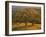 USA, California, South Coast Range, Valley Oaks and Grasses Glow in Sunset Light-John Barger-Framed Photographic Print