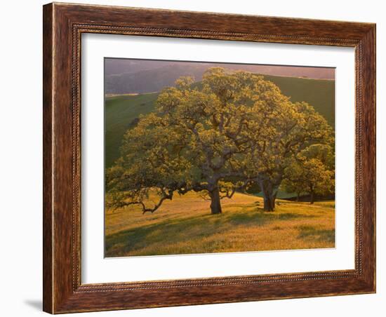 USA, California, South Coast Range, Valley Oaks and Grasses Glow in Sunset Light-John Barger-Framed Photographic Print