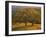 USA, California, South Coast Range, Valley Oaks and Grasses Glow in Sunset Light-John Barger-Framed Photographic Print