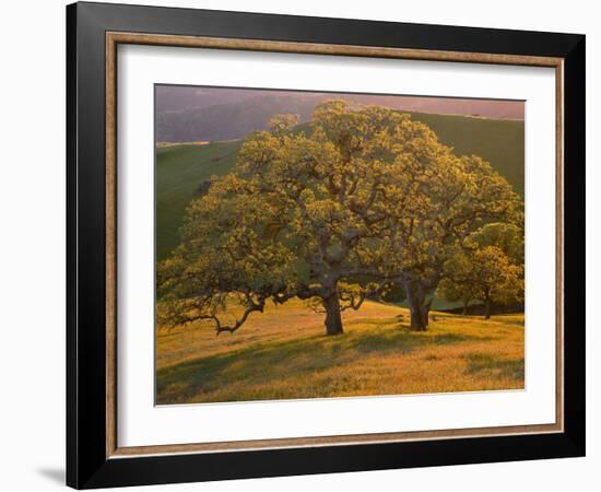 USA, California, South Coast Range, Valley Oaks and Grasses Glow in Sunset Light-John Barger-Framed Photographic Print