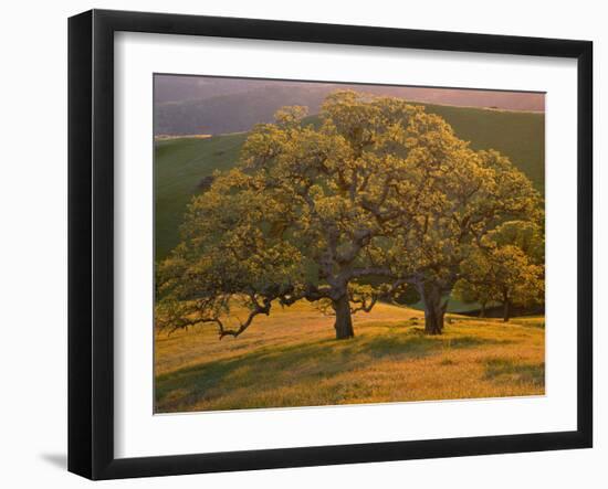 USA, California, South Coast Range, Valley Oaks and Grasses Glow in Sunset Light-John Barger-Framed Photographic Print