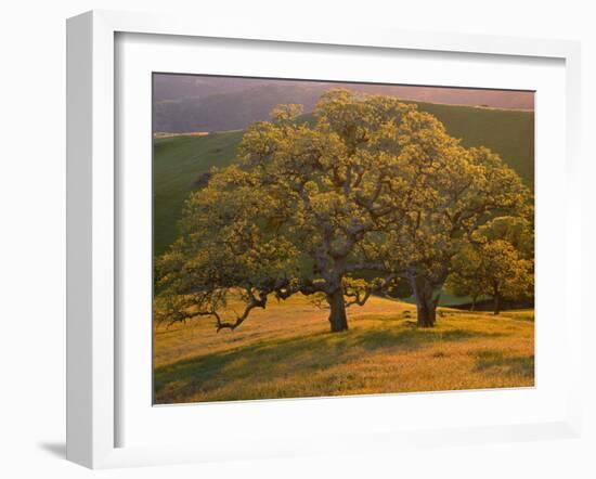 USA, California, South Coast Range, Valley Oaks and Grasses Glow in Sunset Light-John Barger-Framed Photographic Print