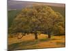USA, California, South Coast Range, Valley Oaks and Grasses Glow in Sunset Light-John Barger-Mounted Photographic Print