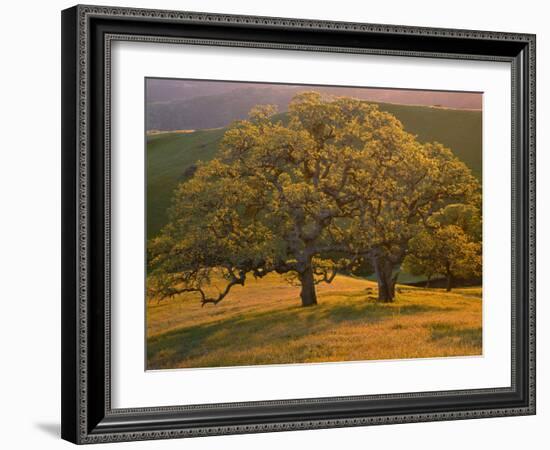 USA, California, South Coast Range, Valley Oaks and Grasses Glow in Sunset Light-John Barger-Framed Photographic Print