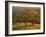 USA, California, South Coast Range, Valley Oaks and Grasses Glow in Sunset Light-John Barger-Framed Photographic Print